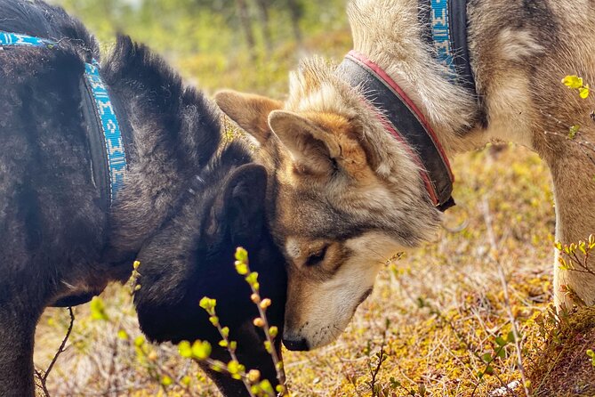 Meet Taivas & the Arctic Wolves - Private Tour - Handling Expectations: Arrive on Time, Follow the Rules