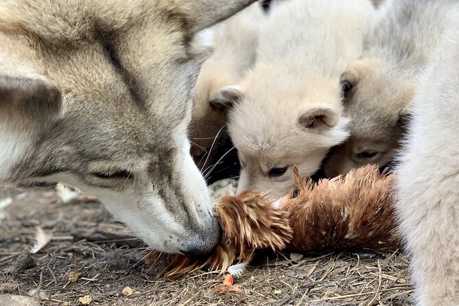 Meet Taivas & the Arctic Wolves - Private Tour - Meeting More Than Wolves: Goats, Chickens, and the Small-Farm Side of Lapland