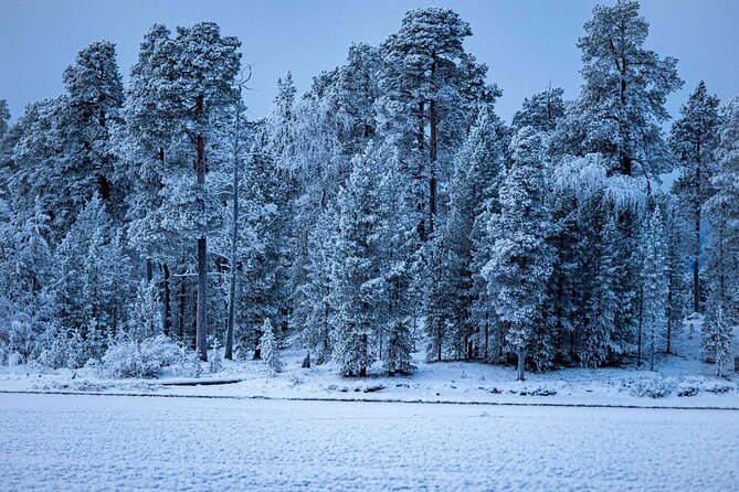 Northern Lights Holiday in Finland - Day 4: guided winter trek with a wilderness hut lunch and Finnish sauna