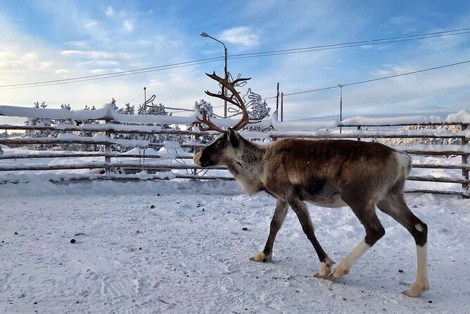 Northern Lights Holiday in Finland - Day 6 in Ivalo: breakfast, optional winter sports, and the Muddujärvi tipi stop