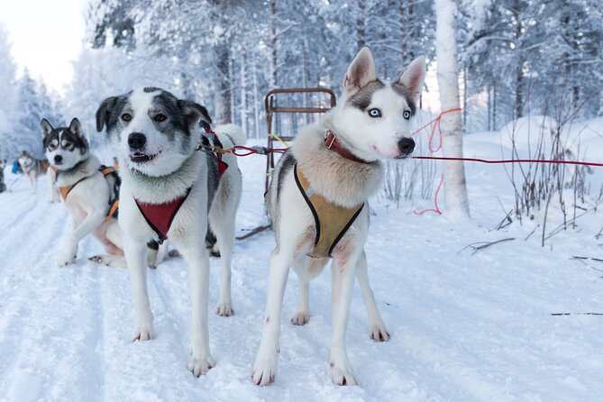 Nulkki Husky Adventure - Key Highlights You’ll Actually Feel