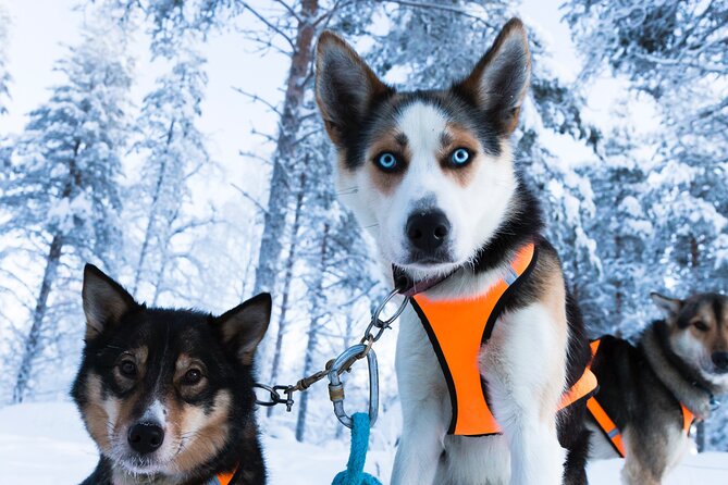 Nulkki Husky Adventure - Why This 5 km Husky Run Feels So Memorable