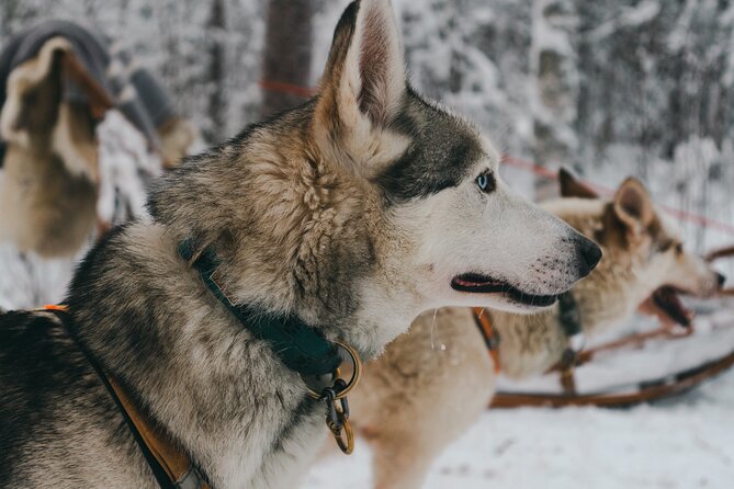 Nulkki Husky Adventure - Gear-Up First, Then a Short Ride Through Winter Stillness