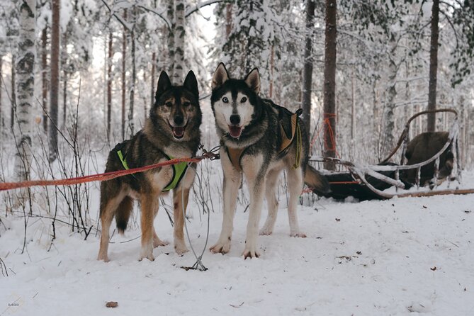 Nulkki Husky Adventure - Meeting at StayLapland in Rovaniemi, Without the Usual Chaos