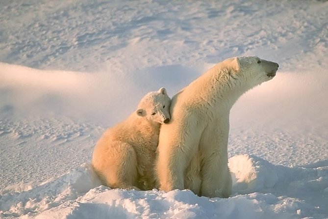 Ounasvaara and Ranua Zoo - Key highlights you will actually feel
