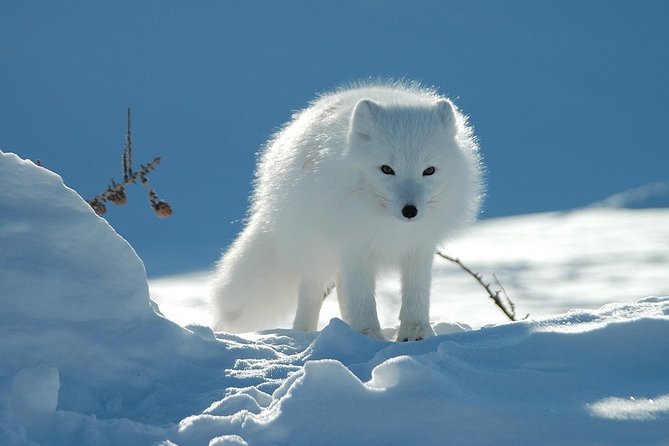 Ounasvaara and Ranua Zoo - A simple half-day plan that blends views and real wildlife