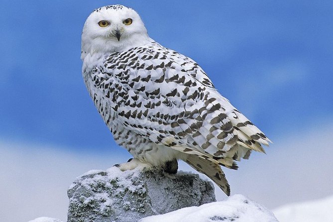 Ounasvaara and Ranua Zoo - Ranua Zoo Wildlife Park: over 200 Arctic species in a natural setting