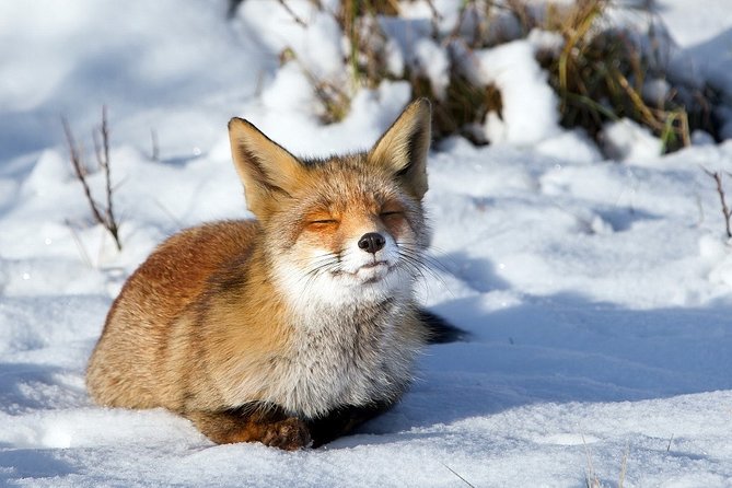 Ounasvaara and Ranua Zoo - What the included buffet lunch does for your day