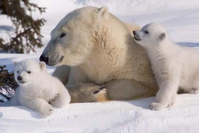 Ounasvaara and Ranua Zoo - Price and value: what you are paying for beyond admission