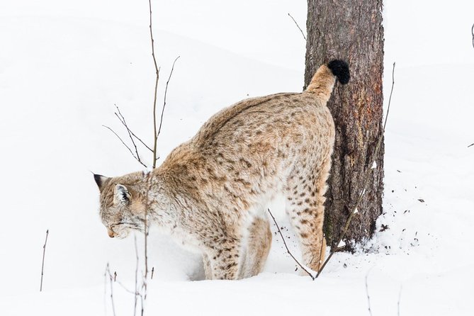Private Ranua Zoo tour - Private Ranua Zoo Tour in Rovaniemi, What the Day Really Looks Like