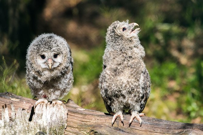 Private Ranua Zoo tour - The Big Reality Check: It’s a Zoo, Not Free-Roaming Wildlife