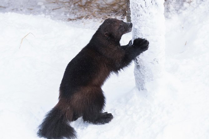 Private Ranua Zoo tour - Shopping Time at the Boutiques, Then Back to Rovaniemi