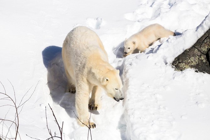 Private Ranua Zoo tour - English-Only Private Tour Value: When Personalized Attention Is Worth It