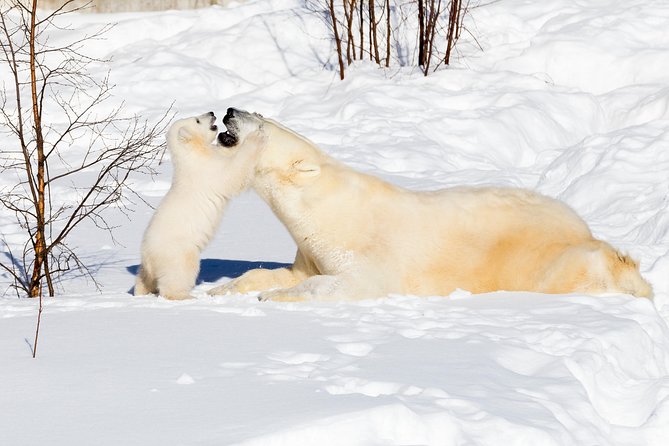 Private Ranua Zoo tour - The Zoo Visit: 2.5 km in the Forest With Nearly 200 Arctic Animals