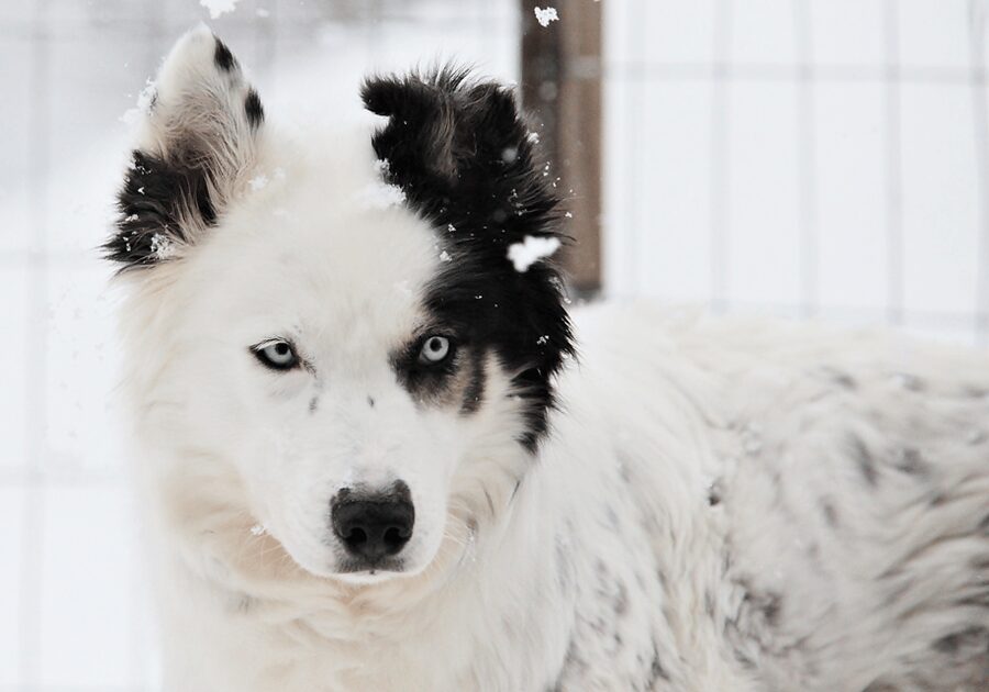 Pyhätunturi: Husky Safari including Farm Visit - Key things to know before you go