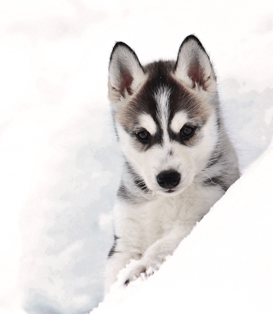 Pyhätunturi: Husky Safari including Farm Visit - Pyhä Husky Farm: why this husky safari feels like real Lapland, not a theme park