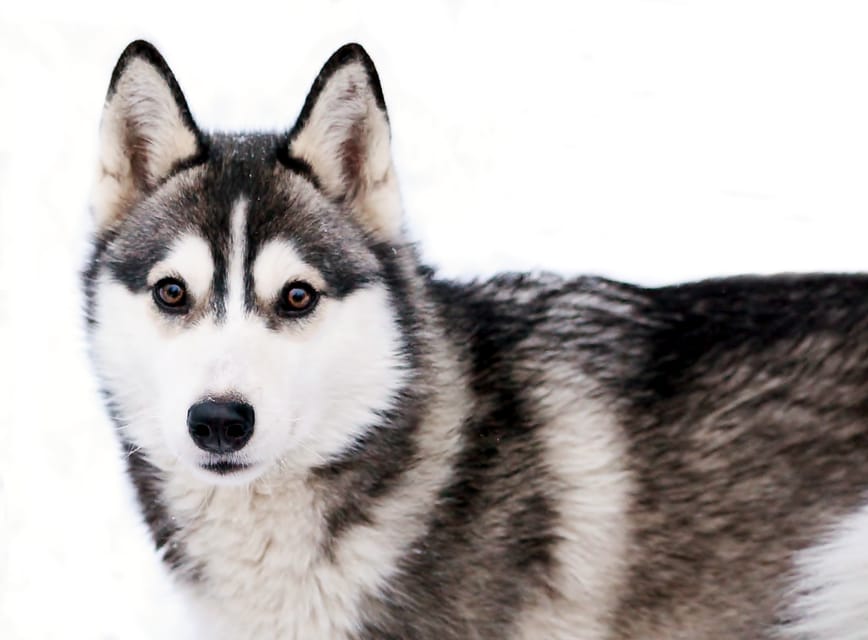 Pyhätunturi: Husky Safari including Farm Visit - The 30-minute husky safari: what riding 6 huskies actually feels like