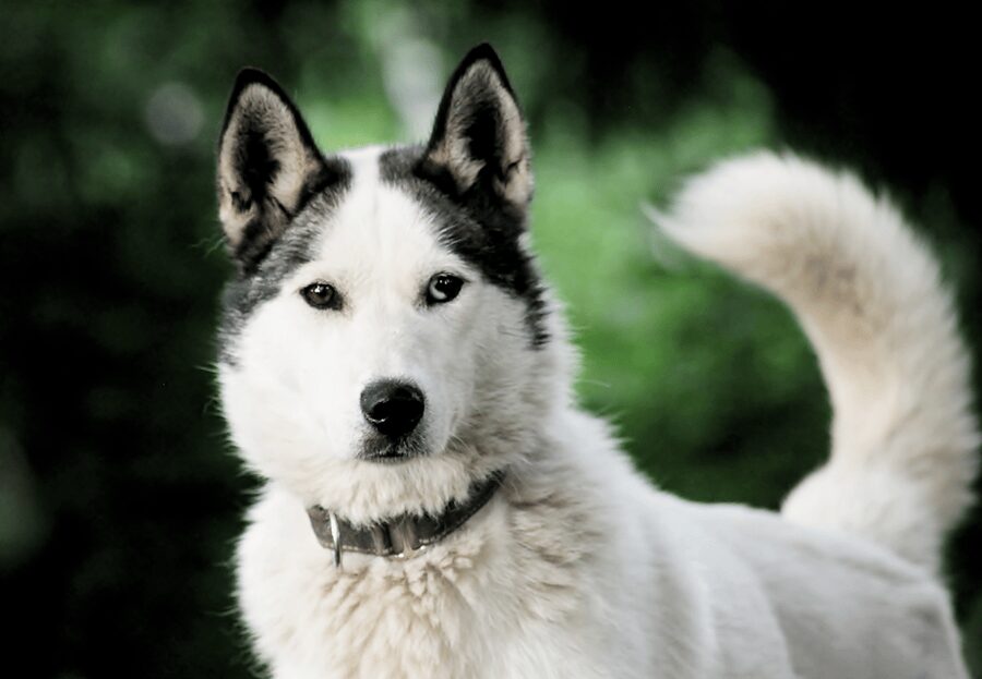 Pyhätunturi: Husky Safari including Farm Visit - What you pay and what you really get for $159