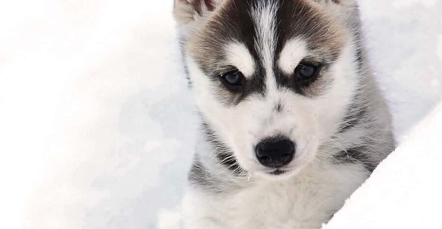 Pyhätunturi: Husky Safari including Farm Visit - Who should book this and who should skip it