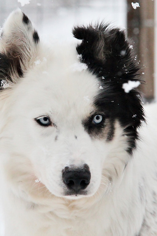 Pyhätunturi: Husky Safari including Farm Visit - Should you book Pyhä Husky Safari including Farm Visit?