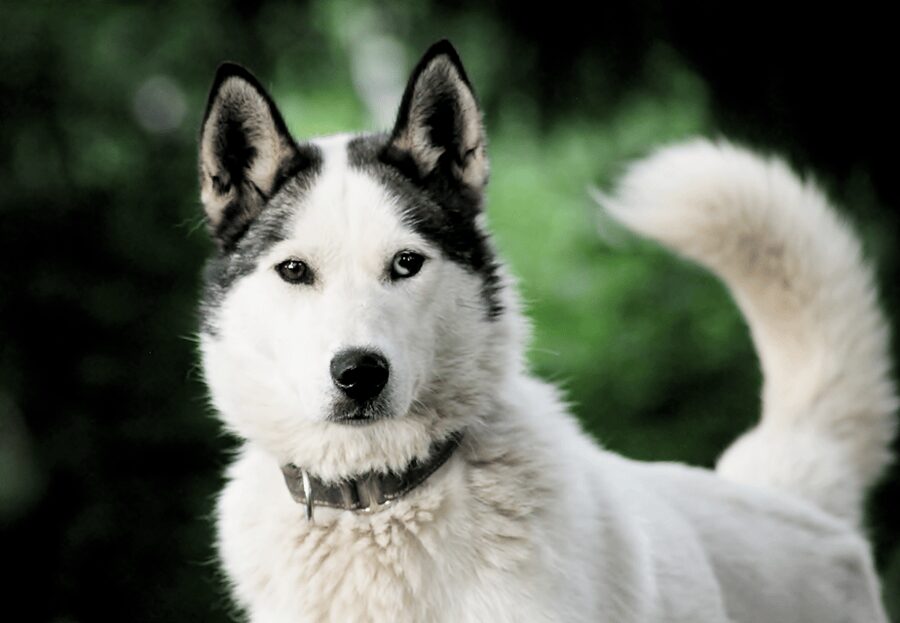 Pyhätunturi: Husky Safari including Farm Visit - Getting ready: meeting the dogs, warm gear, and the cold-proof checklist