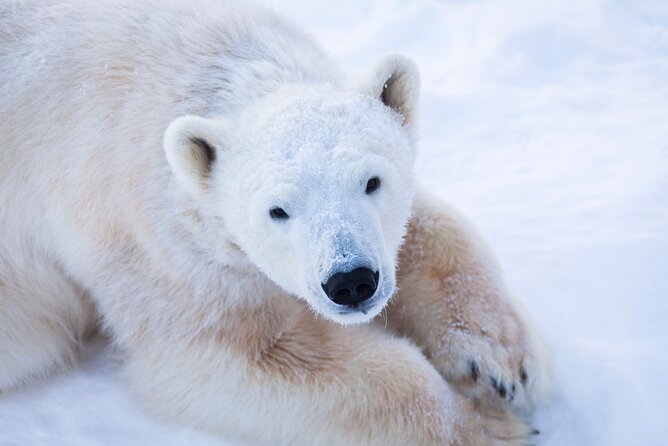 Ranua Wildlife Park Day : Visit the Arctic Animals! - Why Ranua Wildlife Park is such a smart Arctic day