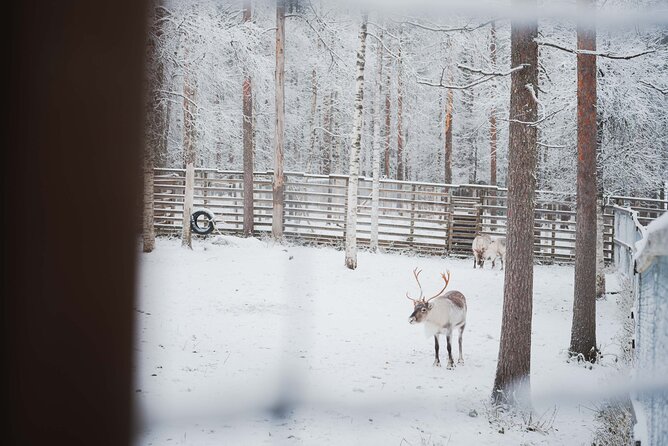 Ranua Wildlife Park Day : Visit the Arctic Animals! - The guided walk: how to actually maximize wildlife sightings