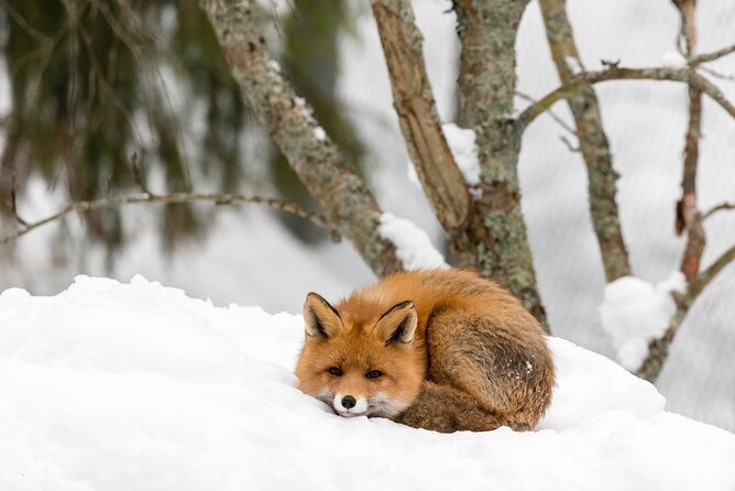 Ranua Wildlife Park Day : Visit the Arctic Animals! - Other Arctic stars: foxes, reindeer, bears, and what to look for