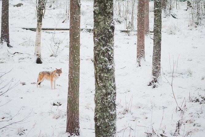 Ranua Wildlife Park Day : Visit the Arctic Animals! - Small-group comfort and pacing: why max 16 feels different