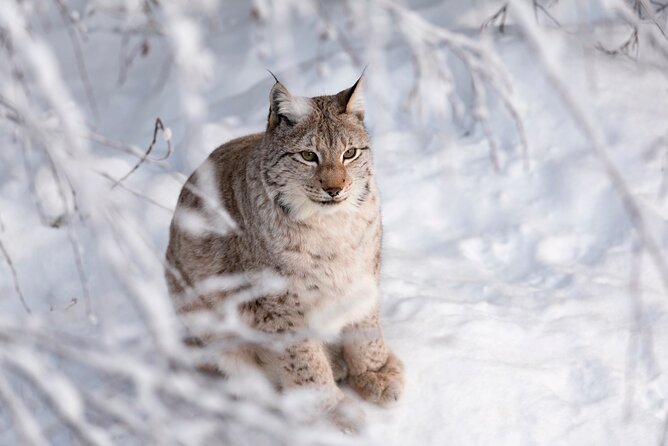 Ranua Wildlife Park Day: Visit the Arctic Animals - Getting picked up in Rovaniemi, then driving out to Ranua