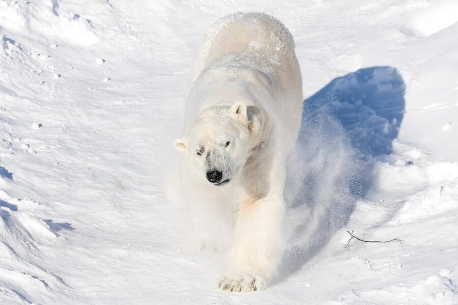 Ranua: Wildlife Park Entrance Ticket - Timing Your Visit, Wristbands on Arrival and Picking Your Pace