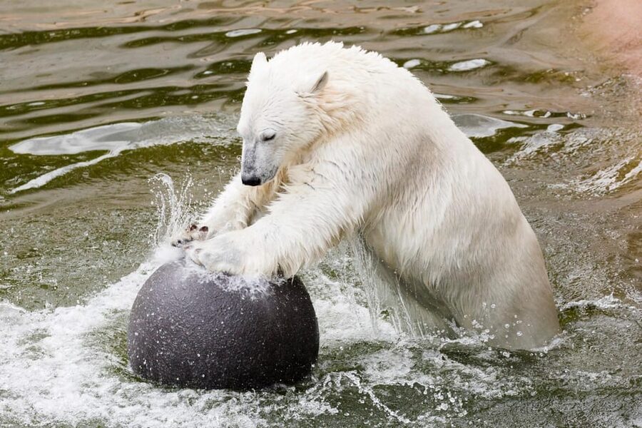 Ranua: Wildlife Park Entrance Ticket - Other Arctic Stars, Owls, Lynx, and the Surprise Value of Variety