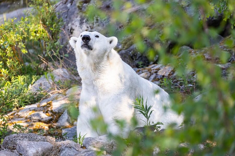Ranua: Wildlife Park Entrance Ticket - Price and Value, What You Get for $31 in Lapland