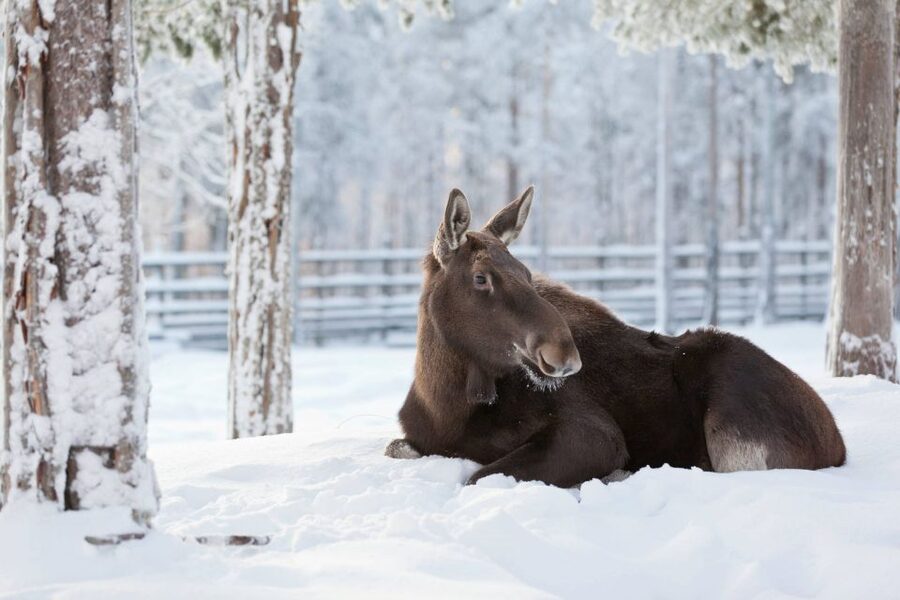Ranua: Wildlife Park Experience with Buffet Lunch - The guided winter walk through 200 Arctic specimens