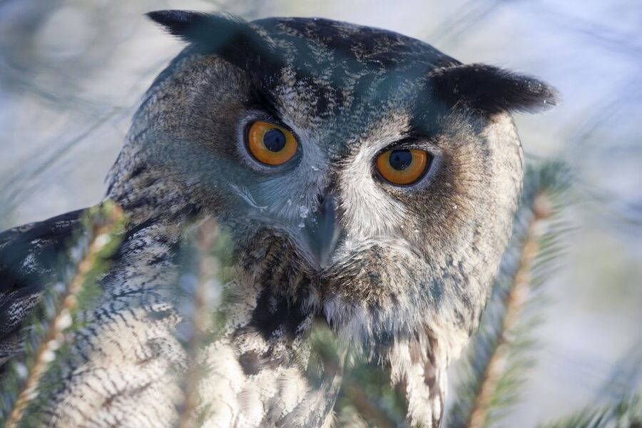 Ranua Wildlife Park Guided Tour from Rovaniemi - Key highlights I think matter before you go