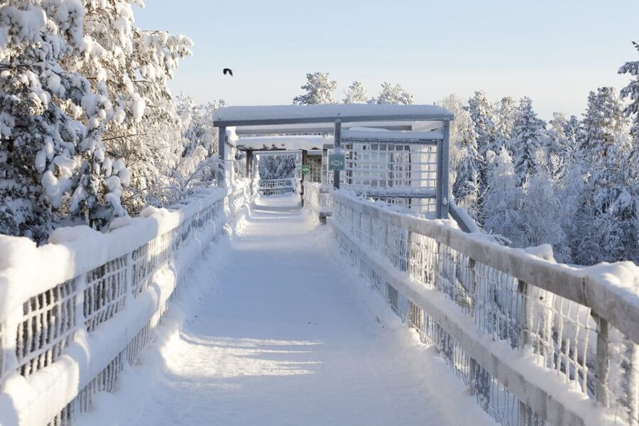Ranua Wildlife Park Guided Tour from Rovaniemi - Practical tips for winter: clothes, water, cameras, and rain