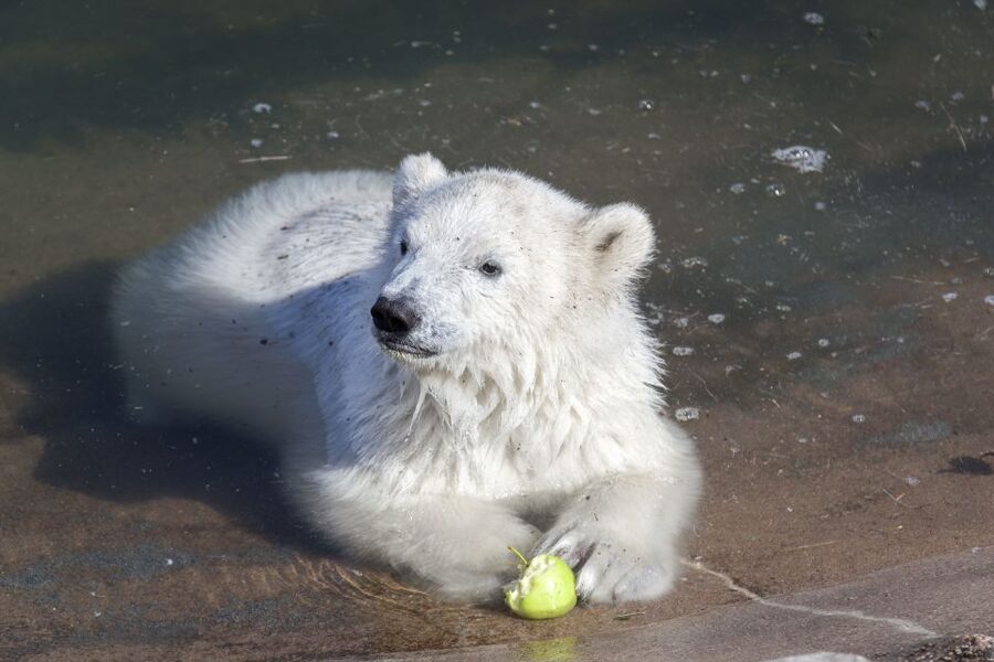 Ranua Wildlife Park Guided Tour from Rovaniemi - Why Ranua Wildlife Park feels like an Arctic forest experience