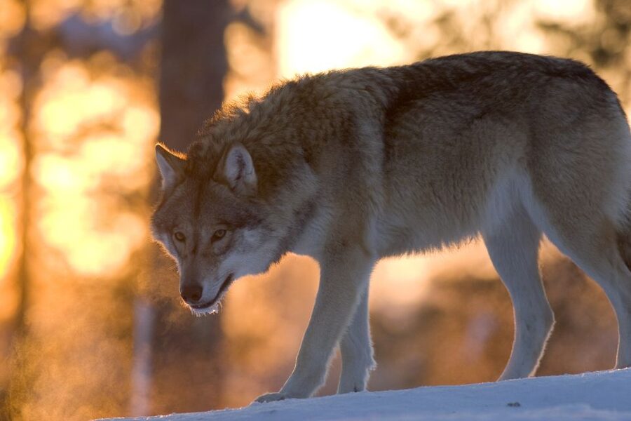 Ranua Wildlife Park Guided Tour from Rovaniemi - The 5-hour flow: how your half-day stays focused
