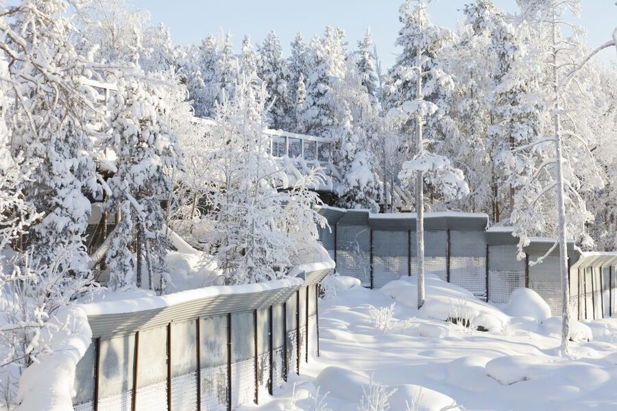 Ranua Wildlife Park Guided Tour from Rovaniemi - Entering the park: spacious enclosures built in conifer forest