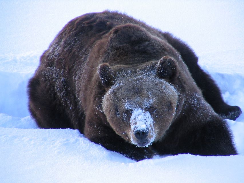 Ranua Wildlife Park Guided Tour from Rovaniemi - Polar bears plus Arctic species: what your guide helps you spot