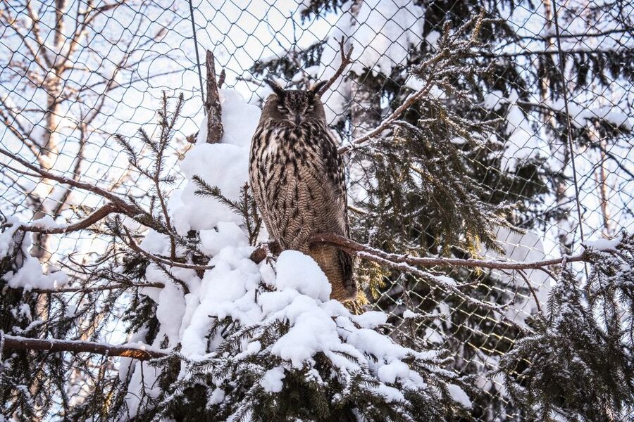Ranua Wildlife Park Guided Tour from Rovaniemi - Price and value: what $165 buys you and why it adds up