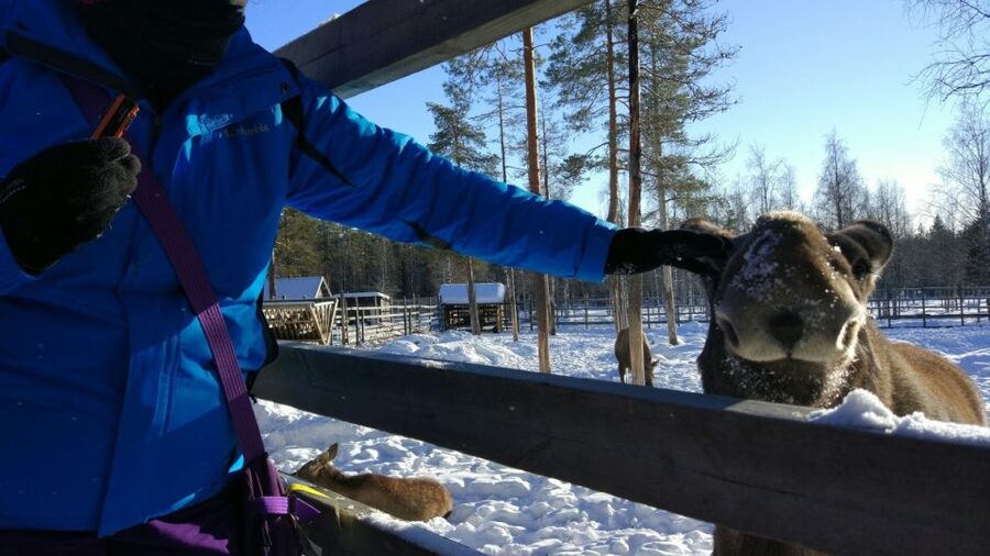 Ranua Wildlife Park Guided Tour from Rovaniemi - Who this tour suits best, and who should rethink it