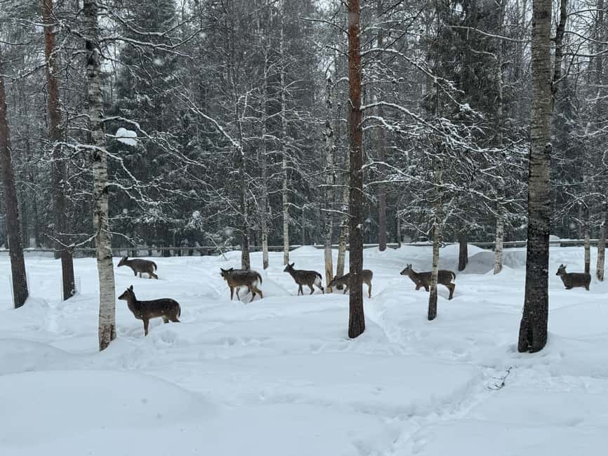 Ranua Wildlife zoo tour with lunch buffet included - Finnish animals first, then the Arctic headline species