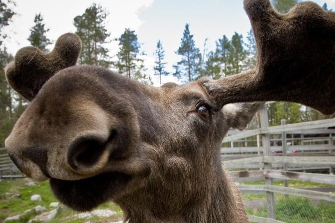 Ranua Zoo and BBQ - Lunch in the Forest Park: A Break That Helps You Enjoy the Rest