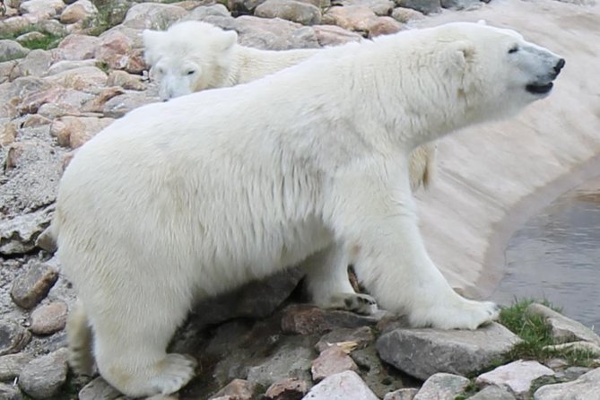 Ranua Zoo Family Tour from Rovaniemi - Groups, pacing, and the timing reality of a family tour