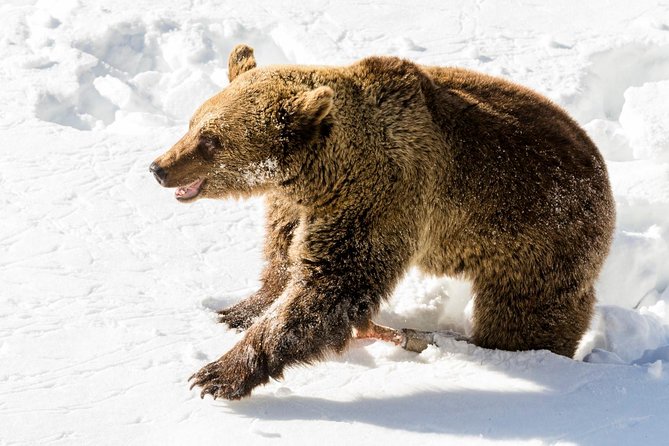 Ranua Zoo tour, optional lunch - Family-friendly rides: sledges in winter, carriages in summer