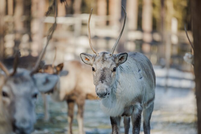 Reindeer Experience with Sledge Ride - Key highlights worth planning around