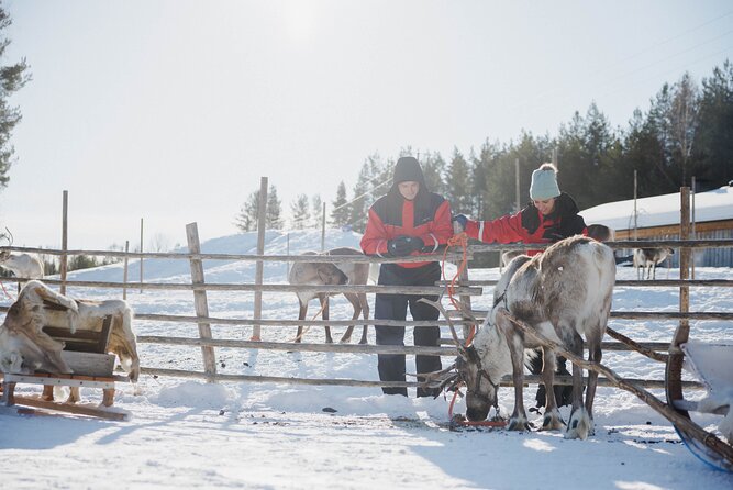 Reindeer Experience with Sledge Ride - Why the Reindeer Manor stop works in Rovaniemi