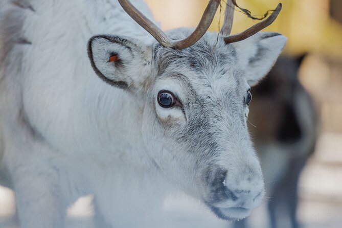 Reindeer Experience with Sledge Ride - Before you meet the reindeer: winter clothes and a guided start