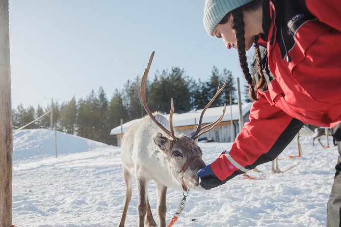Reindeer Experience with Sledge Ride - The hut stop: hot juice, biscuits, and the briefing